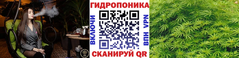 где купить наркотик  Волгореченск  Бошки марихуана сатива 